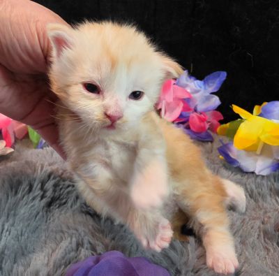 Duchess Chantilly purple collar female Maine Coon kitten photo 7