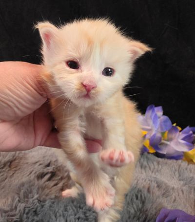 Duchess Chantilly purple collar female Maine Coon kitten photo 8