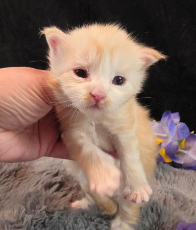 Duchess Chantilly purple collar female Maine Coon kitten photo 9