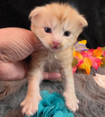 Prince Marzipan aqua collar male Maine Coon kitten photo 1