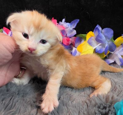 Prince Marzipan aqua collar male Maine Coon kitten photo 10