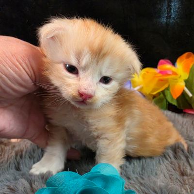 Prince Marzipan aqua collar male Maine Coon kitten photo 2