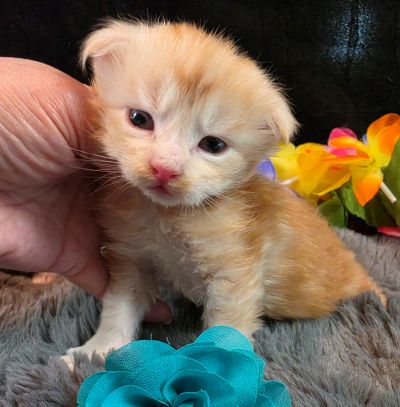 Prince Marzipan aqua collar male Maine Coon kitten photo 3