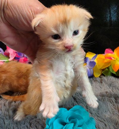 Prince Marzipan aqua collar male Maine Coon kitten photo 4
