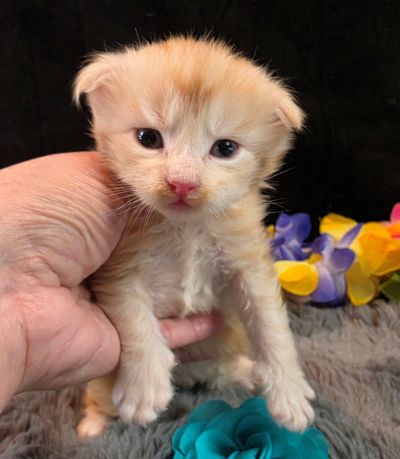 Prince Marzipan aqua collar male Maine Coon kitten photo 5