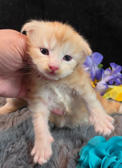 Prince Marzipan aqua collar male Maine Coon kitten photo 6
