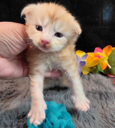 Prince Marzipan aqua collar male Maine Coon kitten photo 7