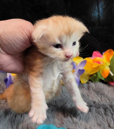 Prince Marzipan aqua collar male Maine Coon kitten photo 8