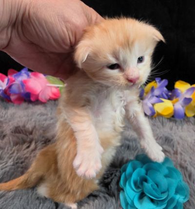 Prince Marzipan aqua collar male Maine Coon kitten photo 9