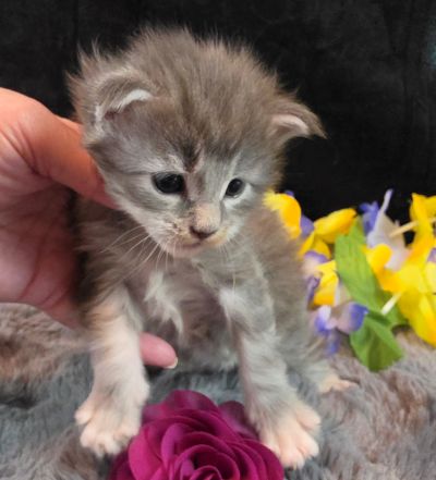 Matisse purple collar blue shaded classic torbie/white Maine Coon kitten photo 1