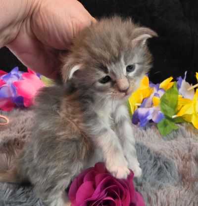 Matisse purple collar blue shaded classic torbie/white Maine Coon kitten photo 2