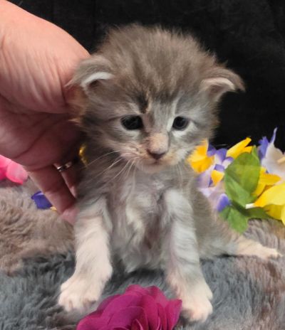 Matisse purple collar blue shaded classic torbie/white Maine Coon kitten photo 3
