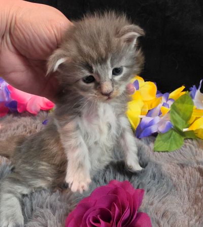 Matisse purple collar blue shaded classic torbie/white Maine Coon kitten photo 4