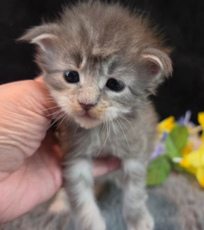 Matisse purple collar blue shaded classic torbie/white Maine Coon kitten photo 5