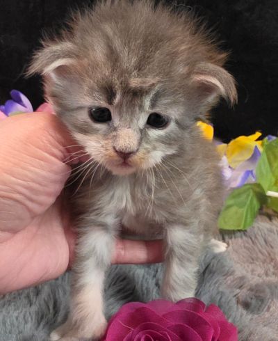 Matisse purple collar blue shaded classic torbie/white Maine Coon kitten photo 6