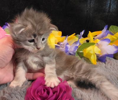 Matisse purple collar blue shaded classic torbie/white Maine Coon kitten photo 7