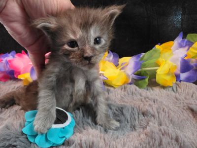 Michelangelo blue collar silver black shaded Maine Coon kitten photo 9