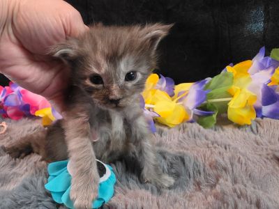 Michelangelo blue collar silver black shaded Maine Coon kitten photo 10