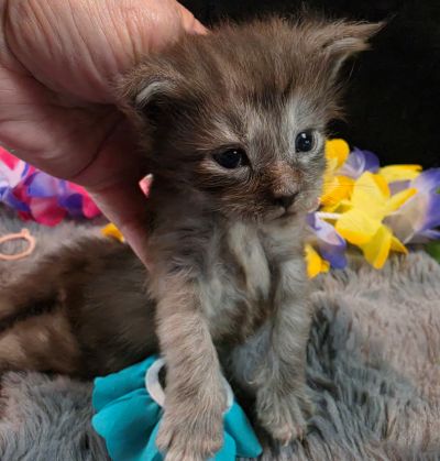 Michelangelo blue collar silver black shaded Maine Coon kitten photo 7