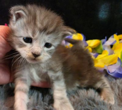 Da Vinci white collar silver black shaded Maine Coon kitten photo 1