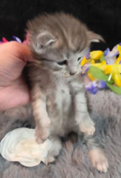Da Vinci white collar silver black shaded Maine Coon kitten photo 9