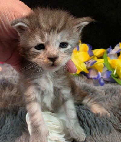 Da Vinci white collar silver black shaded Maine Coon kitten photo 2