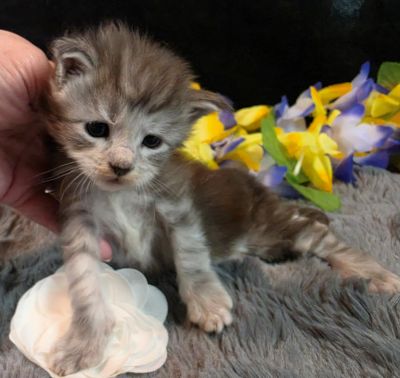 Da Vinci white collar silver black shaded Maine Coon kitten photo 3