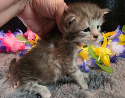 Da Vinci white collar silver black shaded Maine Coon kitten photo 4