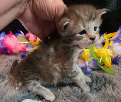 Da Vinci white collar silver black shaded Maine Coon kitten photo 5