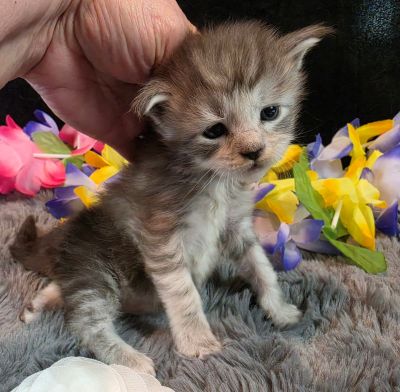 Da Vinci white collar silver black shaded Maine Coon kitten photo 6