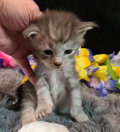 Da Vinci white collar silver black shaded Maine Coon kitten photo 7