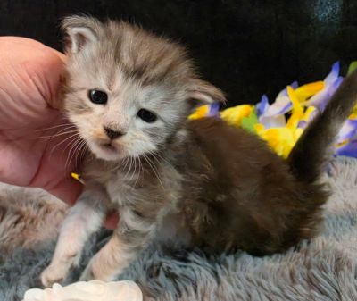 Da Vinci white collar silver black shaded Maine Coon kitten photo 8