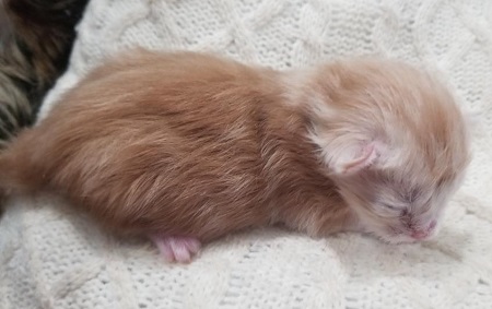 MainecoonkittenZivaRauchen0923MRedA2.jpg