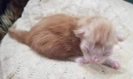 MainecoonkittenZivaRauchen0923MRedA3jpg.jpg