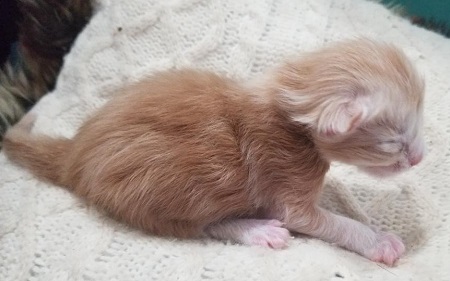 MainecoonkittenZivaRauchen0923MRedA4.jpg