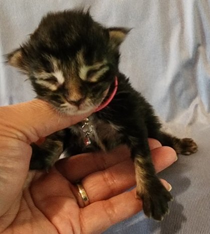 MainecoonkittensEvanstarAkoni063024FPink1.jpg MainecoonkittensEvanstarAkoni063024FPink1.jpg