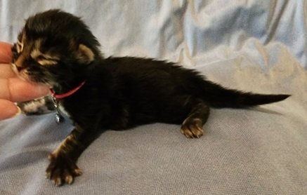 MainecoonkittensEvanstarAkoni063024FPink2.jpg MainecoonkittensEvanstarAkoni063024FPink2.jpg