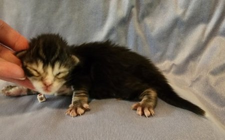 MainecoonkittensEvanstarAkoni063024FPurple4.jpg MainecoonkittensEvanstarAkoni063024FPurple4.jpg