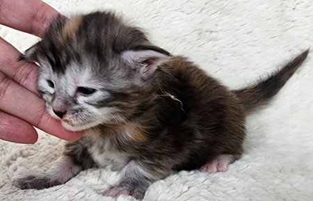 MainecoonkittensEvanstarAkoniFPeach1.jpg