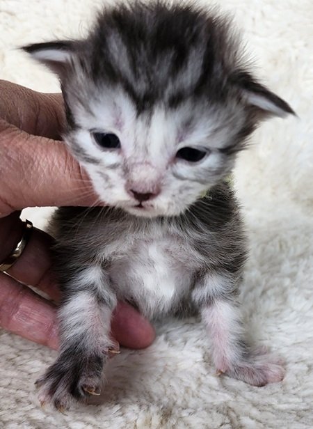 MainecoonkittensEvanstarAkoniFYellowq4.jpg