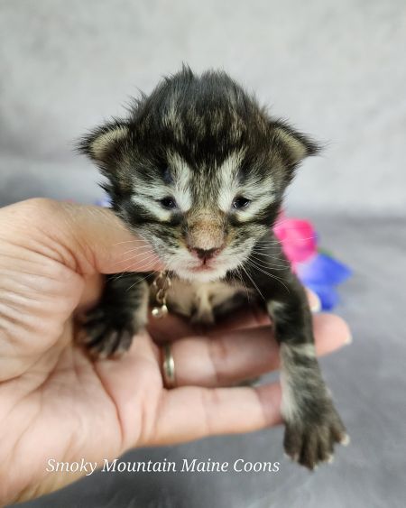 MainecoonkittensEvanstarDandy09262025FPink10.jpg