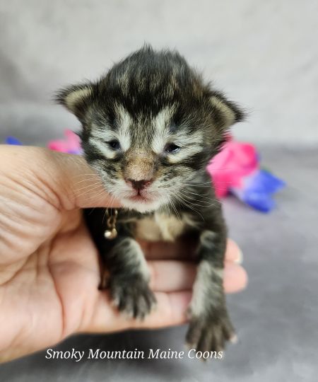 MainecoonkittensEvanstarDandy09262025FPink5.jpg.jpg