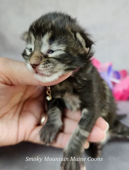 MainecoonkittensEvanstarDandy09262025FPink6.jpg