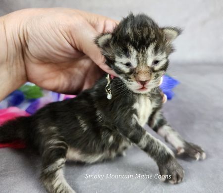 MainecoonkittensEvanstarDandy09262025FPink9.jpg