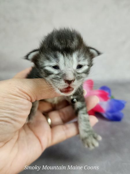 MainecoonkittensEvanstarDandy09262025FPurple12.jpg