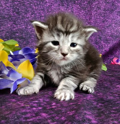 MainecoonkittensEvanstarDandy09262025FPurple16.jpg