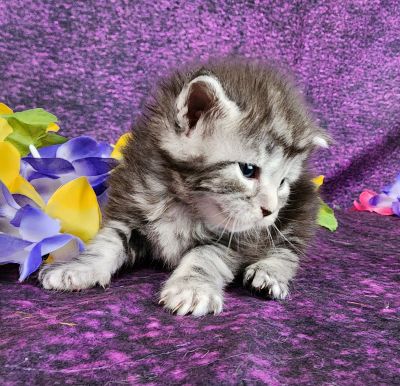 MainecoonkittensEvanstarDandy09262025FPurple17.jpg