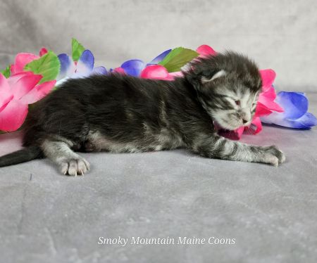 MainecoonkittensEvanstarDandy09262025FPurple3.jpg
