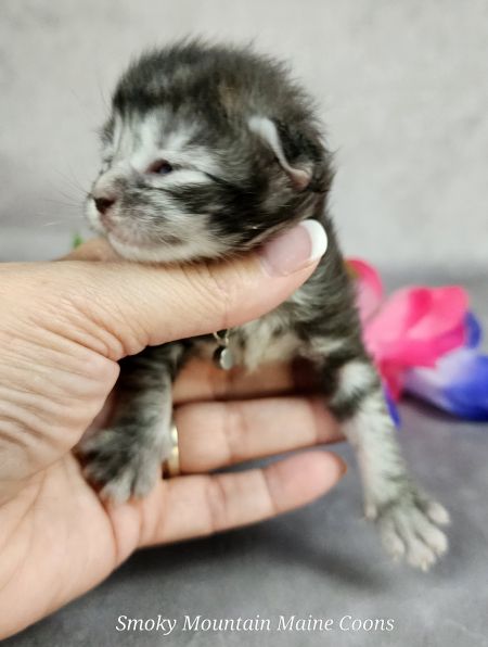 MainecoonkittensEvanstarDandy09262025FPurple4.jpg