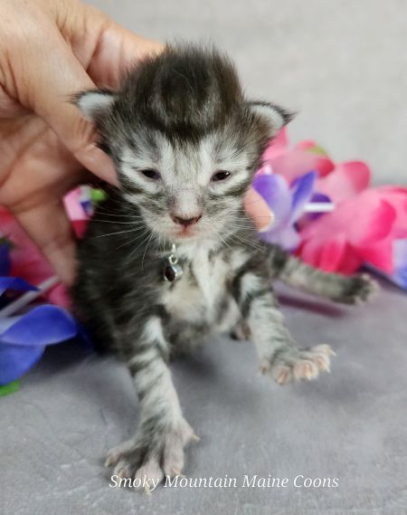 MainecoonkittensEvanstarDandy09262025FPurple6.jpg